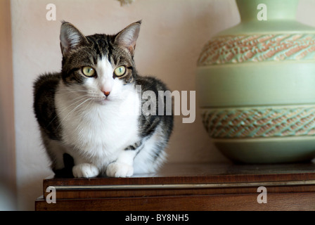 Ritratto di un tabby cat seduto su una credenza Foto Stock