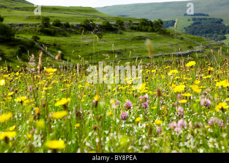 Prato di fiori selvaggi vicino a Cray in alto Wharfedale, Yorkshire Dales National Park Foto Stock