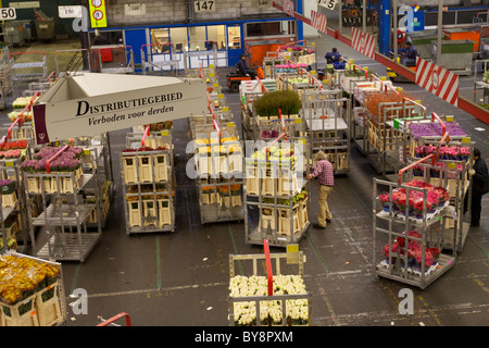 Aalsmeer asta dei fiori in Olanda è il più grande asta di fiori del mondo Foto Stock
