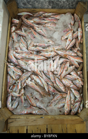 Una scatola di fresco triglia di scoglio o triglia di fango (Mullus surmuletus) in un pesce di mercanti in Turchia Foto Stock