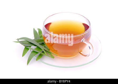 Tee Spitzwegerich - tea ribwort piantaggine 01 Foto Stock