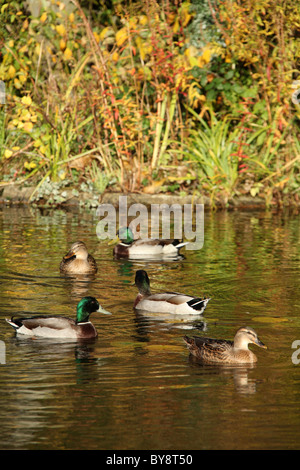 Stapeley Water Gardens, Inghilterra. Veduta autunnale di anatre nuotare nello stagno di Stapeley Water Gardens giardini di visualizzazione. Foto Stock