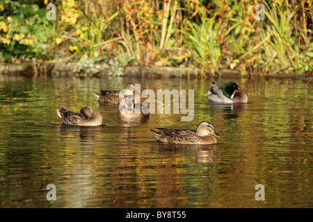 Stapeley Water Gardens, Inghilterra. Veduta autunnale di anatre nuotare nello stagno di Stapeley Water Gardens giardini di visualizzazione. Foto Stock