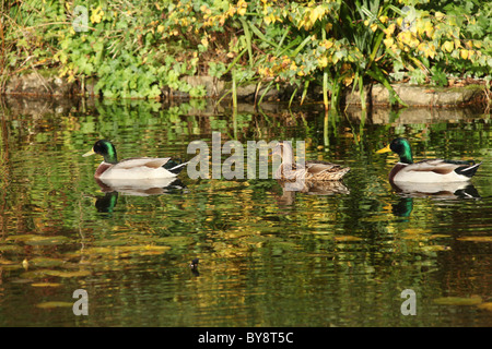 Stapeley Water Gardens, Inghilterra. Veduta autunnale di anatre nuotare nello stagno di Stapeley Water Gardens giardini di visualizzazione. Foto Stock