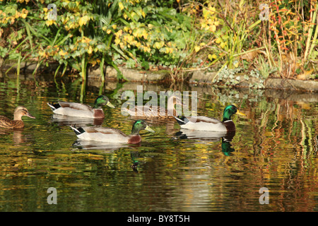 Stapeley Water Gardens, Inghilterra. Veduta autunnale di anatre nuotare nello stagno di Stapeley Water Gardens giardini di visualizzazione. Foto Stock