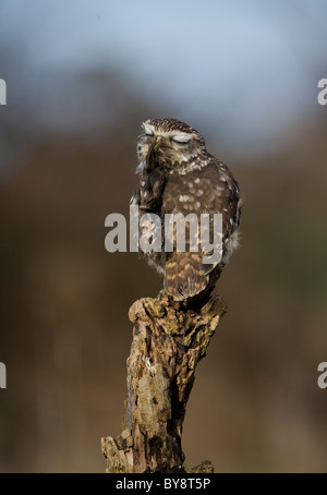 Civetta Athene noctua singolo adulto prurito Gloucestershire, Regno Unito Foto Stock