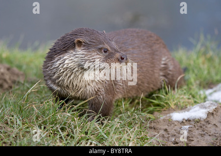 Lontra europea Lutra lutra ritratto del singolo adulto REGNO UNITO Foto Stock