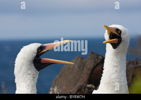 Uccelli Sula Nazca Nazca Booby Sula granti cappa Espaniola Punta Suarez le isole Galapagos Foto Stock