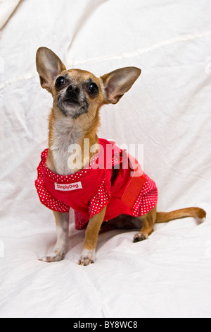 Chihuahua dog sitter su bianco che indossa il vestito rosso Foto Stock