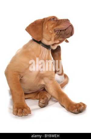 Dogue de Bordeaux singolo giovane cucciolo di cane graffiare Studio Foto Stock