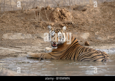 Tigre del Bengala all'interno della piscina di acqua di avviso presso Ranthambore Riserva della Tigre, India. ( Panthera Tigris ) Foto Stock