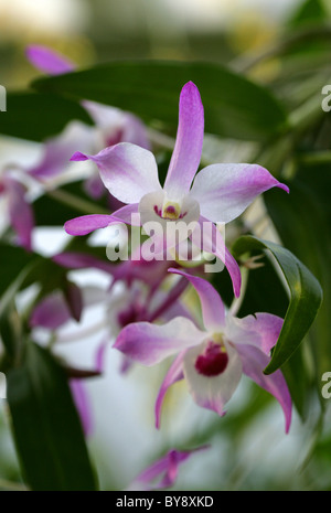 Dendrobium Cassiope, Orchidaceae. Dendrobium Cassiope è un ibrido primario tra Dendrobium nobile e Dendrobium moniliforme. Foto Stock