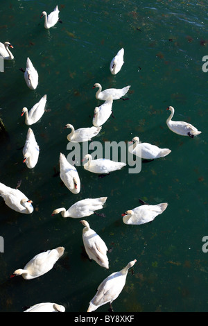 Regno Unito west sussex littlehampton sul mare cigni in porto Foto Stock