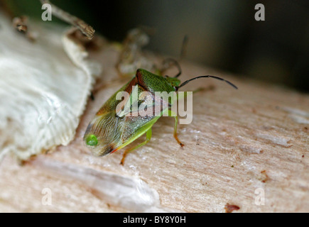 La Betulla Shieldbug, Elasmostethus interstinctus, Acanthosomatidae, Heteroptera, Hemiptera. Foto Stock