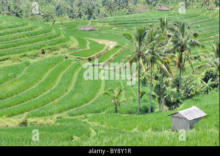 Bella Balinese verdi terrazze di riso Foto Stock