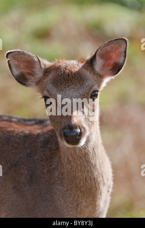 Giapponese cervi sika Foto Stock