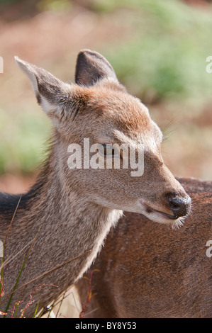 Giapponese cervi sika Foto Stock