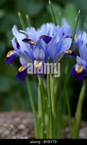 Iris reticolata, Iris reticulata, Iridaceae, Caucaso e Asia Orientale Foto Stock