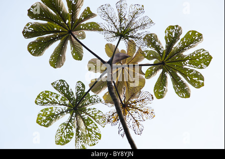 Peltata lascia parzialmente consumato dagli insetti Foto Stock