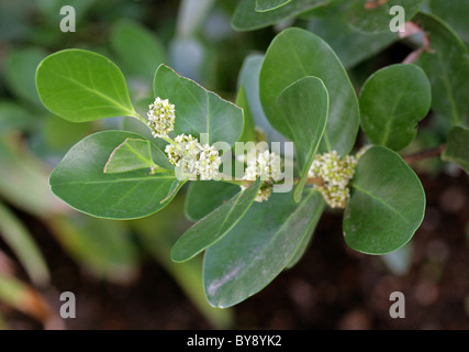 Candlewood, ciliegio o Kershout, Pterocelastrus tricuspidatus, Celastraceae, Sud Africa. Le foglie e i fiori. Foto Stock