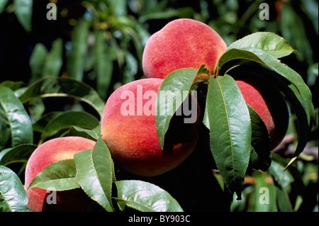 Mature le pesche che crescono su Orchard il ramo di un albero a sud Okanagan Valley, BC, British Columbia, Canada - fresco frutta pesche Foto Stock