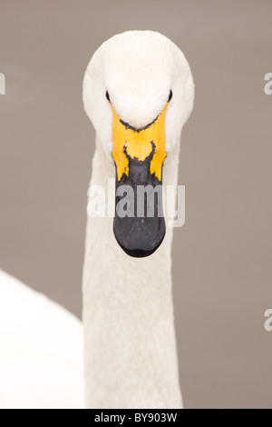 Bewick's Swan Cygnus columbianus Slimbridge WWT Foto Stock