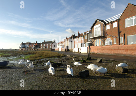 Cigni muti Cygnus olor Bosham porto di Chichester West Sussex Foto Stock