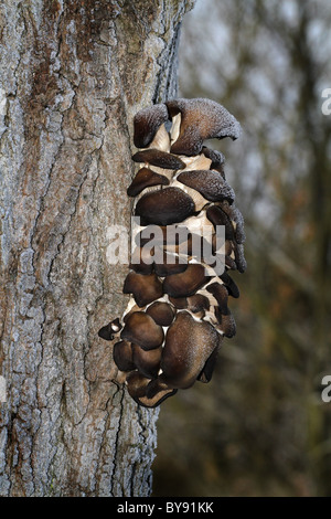 Fungo su albero in inverno con rivestimento di brina. Foto Stock