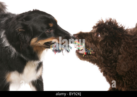 Due cani giocando rimorchiatore di guerra adulto maschio Border Collie e femmine giovane labradoodle Studio Foto Stock