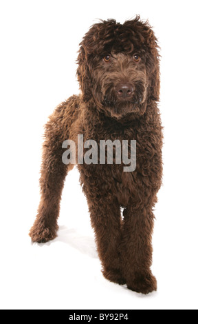 Brown Labradoodle unico cucciolo femmina giovane Studio Foto Stock