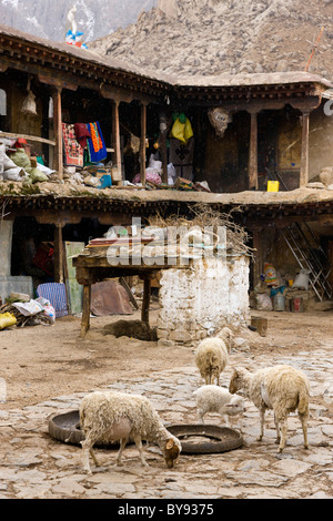 Pecore in cantiere al monastero di Drepung, Lhasa, in Tibet. JMH4514 Foto Stock