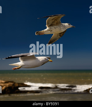 In prossimità dei due gabbiani che vola da Sqala du Port fortezza sull Oceano Atlantico a Essaouira Marocco con cielo blu Foto Stock