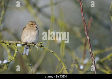 Unione fringuello - comune (fringuello Fringilla coelebs) femmina appollaiato sul ramo - Louvain-La-Neuve - Belgio Foto Stock