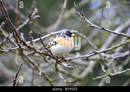 Brambling (Fringilla montifringilla) maschio in una struttura ad albero in inverno - Louvain-La-Neuve - Belgio Foto Stock