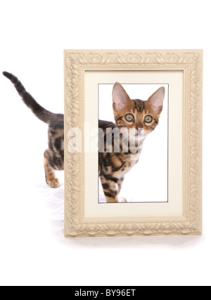 Il Bengala gattino con picture frame singolo giovane maschio Studio Foto Stock