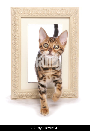 Il Bengala gattino con picture frame singolo giovane maschio Studio Foto Stock