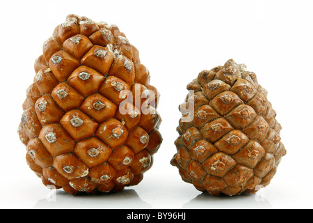 Cono di cedro siberiano isolato su bianco Foto Stock