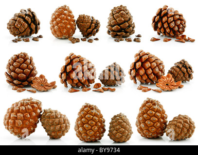 Set di dadi e coni di Pino siberiano isolato su bianco Foto Stock