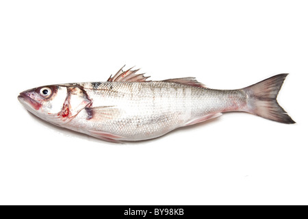 Spigola pesce isolato su un bianco di sfondo per studio. Foto Stock