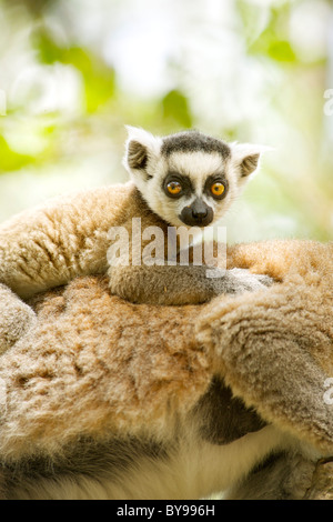 Close-up di un anello baby-tailed lemur sulla sua madre torna nella Anja privato riserva comunitaria nel sud del Madagascar. Foto Stock