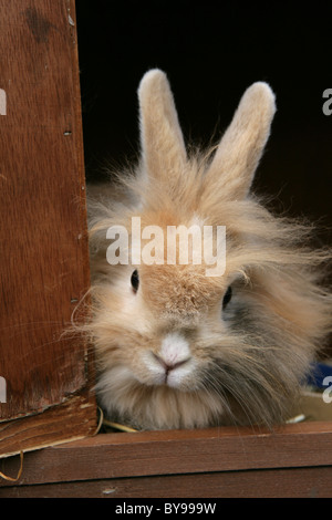 Coniglio femmina Lionhead nel giardino di hutch Foto Stock