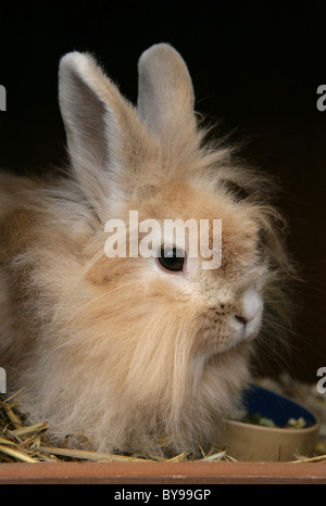 Coniglio femmina Lionhead nel giardino di hutch Foto Stock