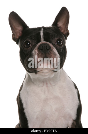 Boston Terrier unico cane femmina ritratto Studio Foto Stock