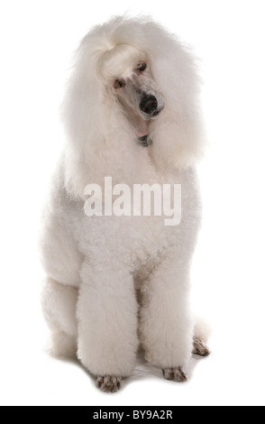 Bianco standard singola barboncino cane adulto seduto Studio Foto Stock