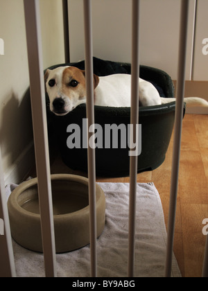 Naughty Jack Russell Terrier cane confinata a gabbia Foto Stock