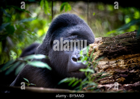 Silverback Gorilla di Montagna Bwindi, NP, Uganda, Africa orientale Foto Stock