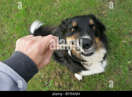 Border Collie cane trasversale singolo adulto maschio con trattare Park, Gosport, Regno Unito Foto Stock