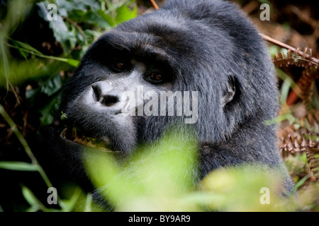 Silverback Gorilla di Montagna Bwindi, NP, Uganda, Africa orientale Foto Stock