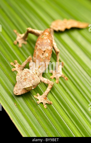 'Satanic' foglia-tailed gecko (Uroplatus fantastico) nell est del Madagascar. Foto Stock