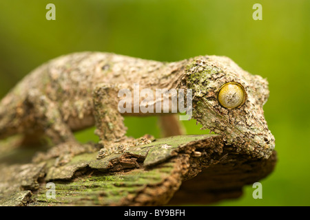 Foglia di muschio-tailed gecko (Uroplatus sikorea) su un pezzo di corteccia nell est del Madagascar. Foto Stock